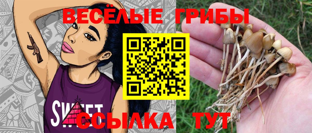 Галлюциногенные грибы Psilocybe  Вход с VPN  Мытищи 